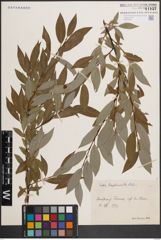 Foto von Salix daphnoides Vill.